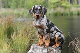 BEAUCERON - PUPPIES 088